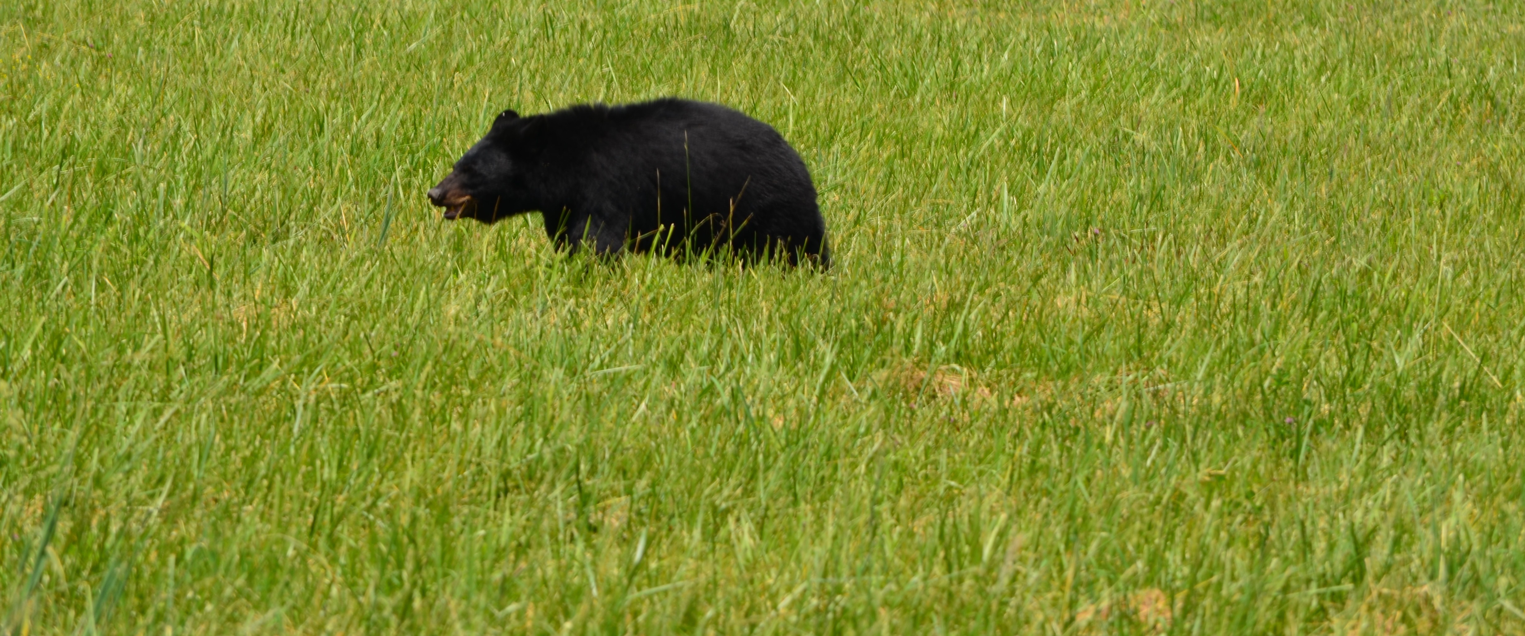 Bear in Field at Cades Cove
